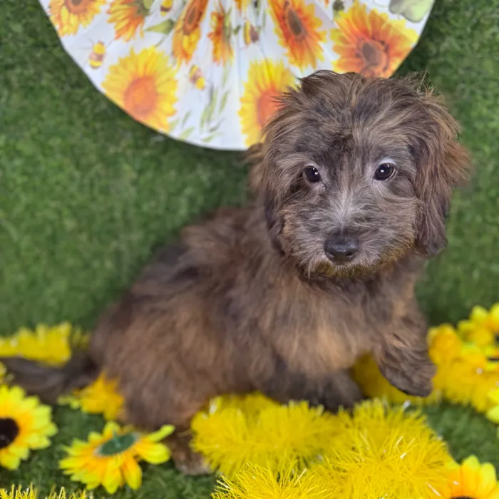 Male Havapoo puppy named Toffee for sale at Puppy Dreams - Arlington.