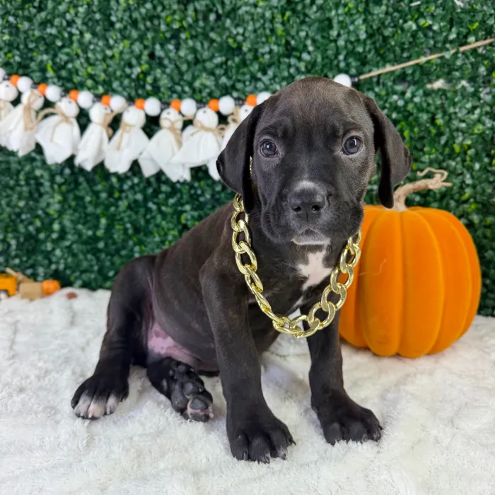 Male Cane Corso puppy named Zane for sale at Puppy Dreams - Garland.