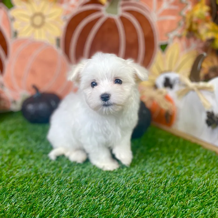 Female Maltese puppy named Casper for sale at Puppy Dreams - Carrollton.