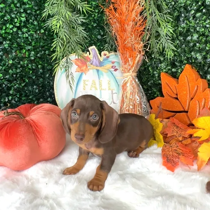Male Dachshund puppy named Stefan for sale at Puppy Dreams - Denton.
