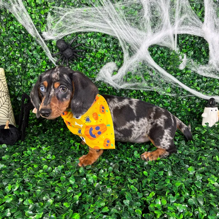 Male Dachshund puppy named Oreo for sale at Puppy Dreams - North Richland Hills.