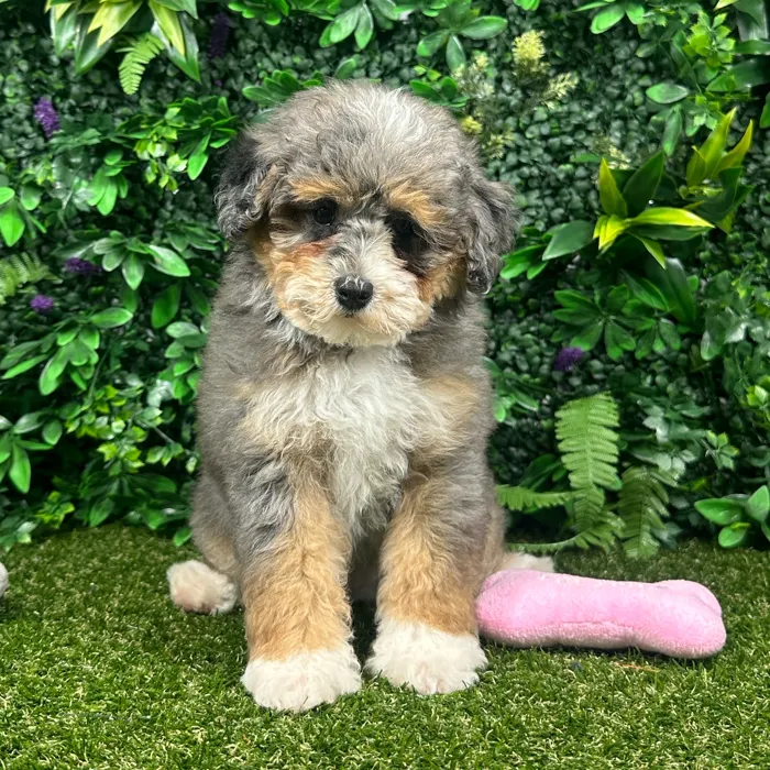 Male Bernedoodle puppy named Barney for sale at Puppy Dreams - Parks Mall.