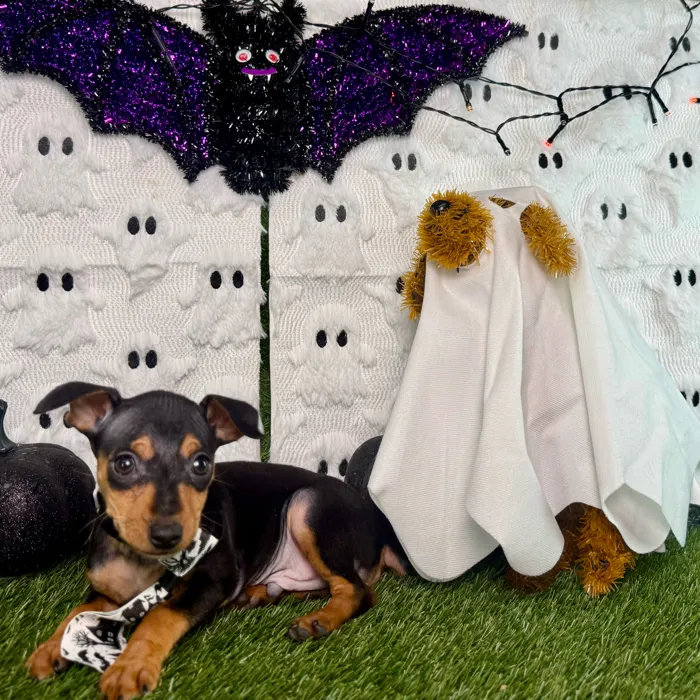 Male Min Pin puppy named Max for sale at Puppy Dreams - Carrollton.