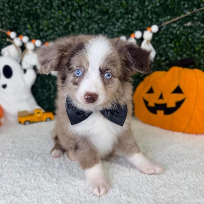 Male Mini Aussiedoodle puppy named Ollie for sale at Puppy Dreams - Garland.