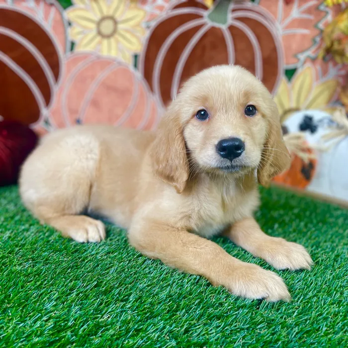 Female Golden Retriever puppy named Molly for sale at Puppy Dreams - Carrollton.