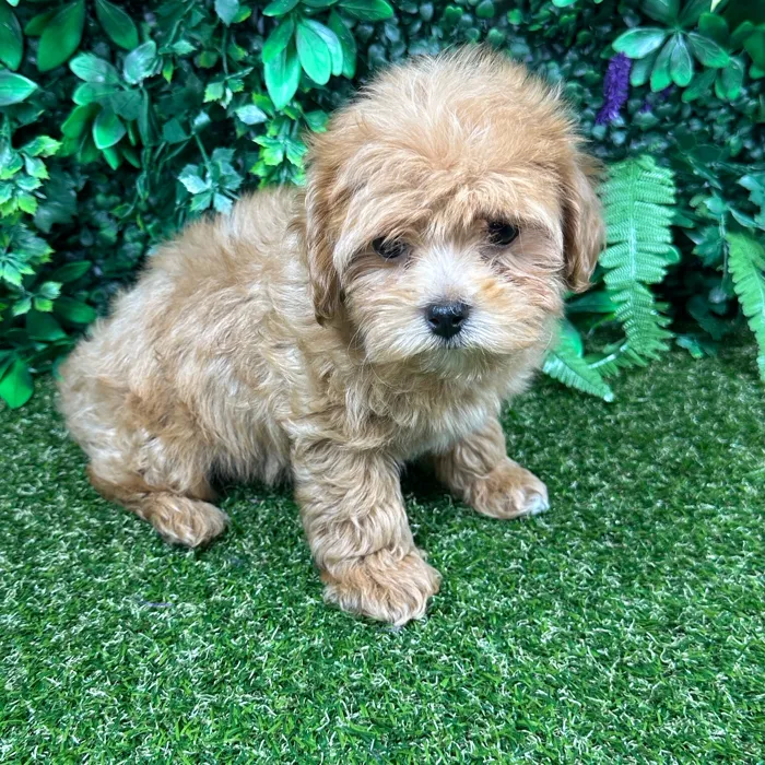 Female Maltipoo puppy named Abbie for sale at Puppy Dreams - Parks Mall.