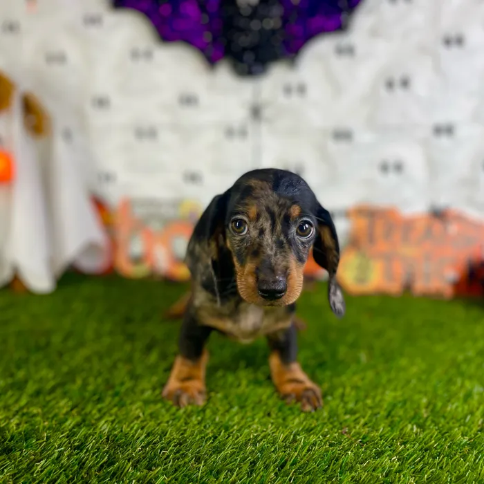 Male Dachshund puppy named Boots for sale at Puppy Dreams - Carrollton.
