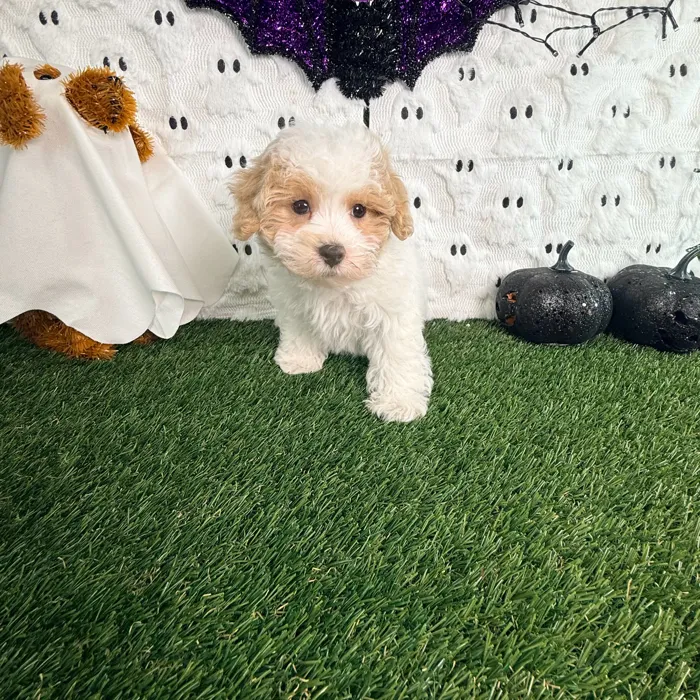 Male Maltipoo puppy named Nugget for sale at Puppy Dreams - Carrollton.