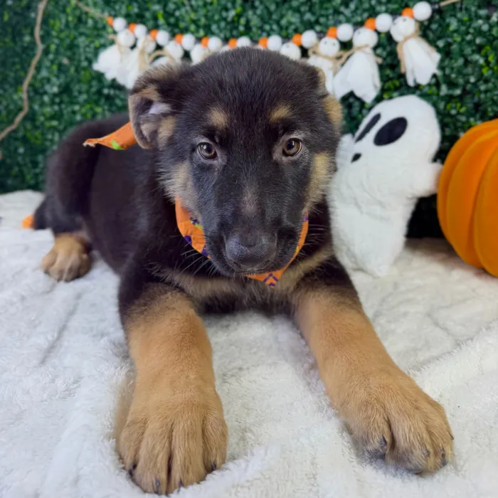 Male Pembroke Welsh Corgi puppy named Mr.Wiggles for sale at Puppy Dreams - Garland.