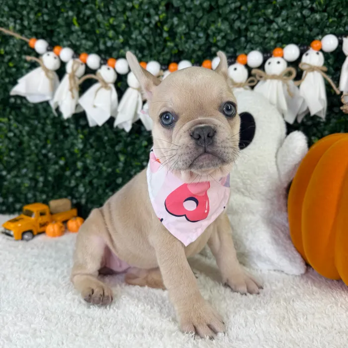 Female French Bulldog puppy named Snow for sale at Puppy Dreams - Garland.