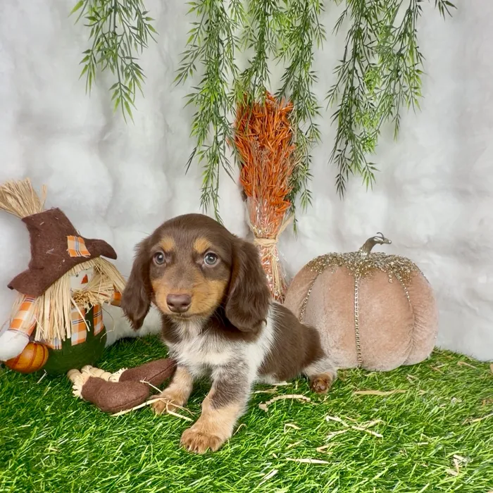 Female Dachshund puppy named Candace for sale at Puppy Dreams - Denton.