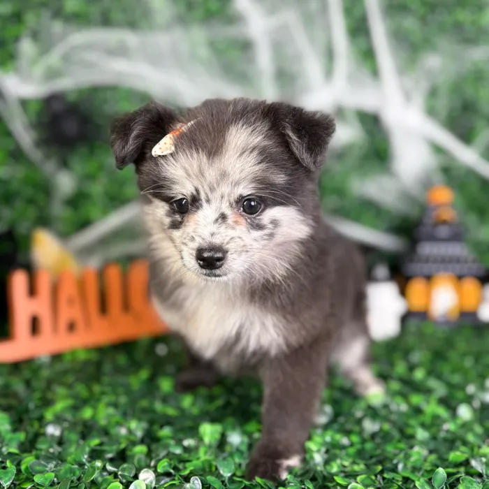Female Pomchi puppy named Mabel for sale at Puppy Dreams - North Richland Hills.