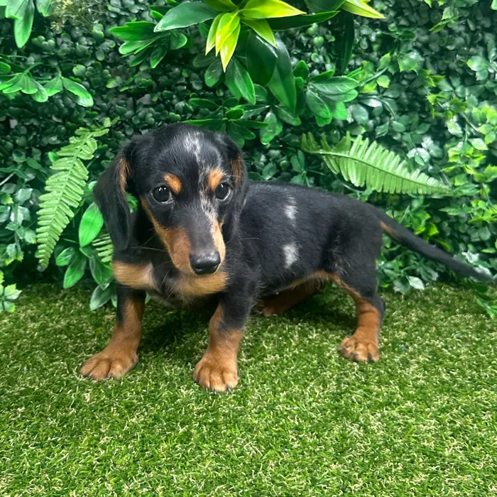 Female Dachshund puppy named Luna for sale at Puppy Dreams - Parks Mall.