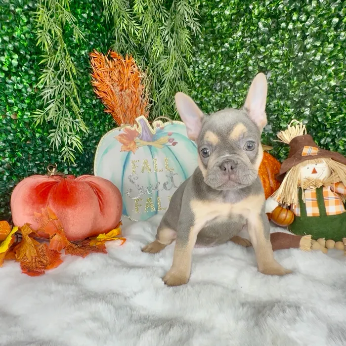 Female French Bulldog puppy named Autumn for sale at Puppy Dreams - Denton.
