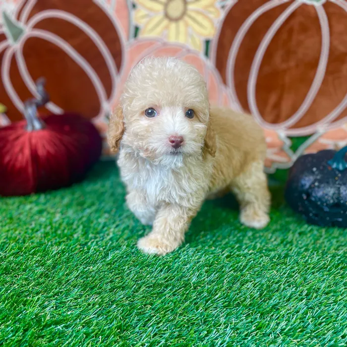 Male Bichon-Poodle puppy named Teddy for sale at Puppy Dreams - Carrollton.