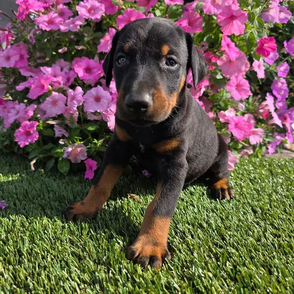 Female Doberman Pinscher puppy named Roxy for sale at Puppy Dreams - North Richland Hills.