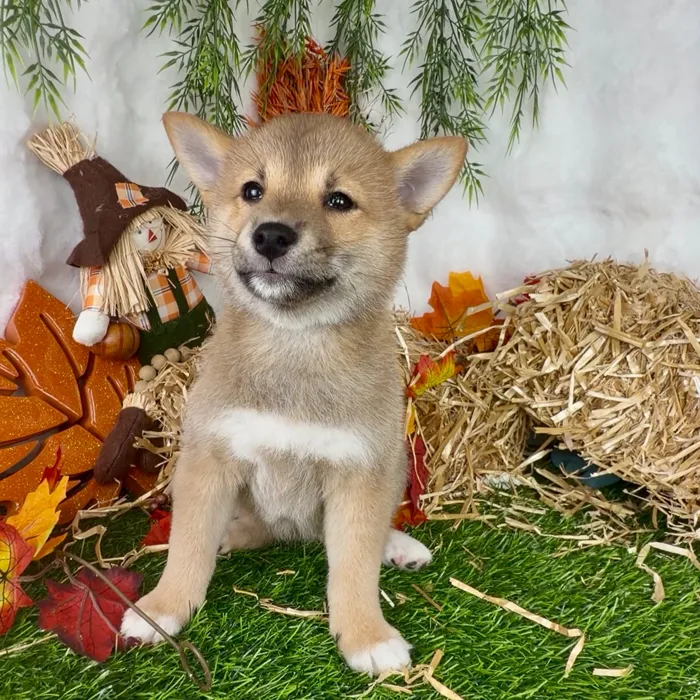 Female Shiba Inu puppy named Kia for sale at Puppy Dreams - Denton.