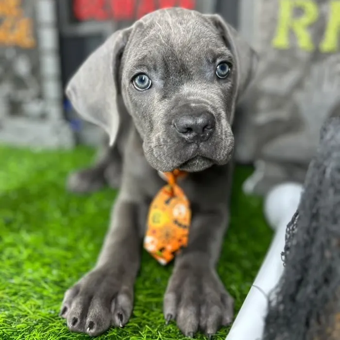 Male Cane Corso puppy named *Candyman* for sale at Puppy Dreams - Mansfield.