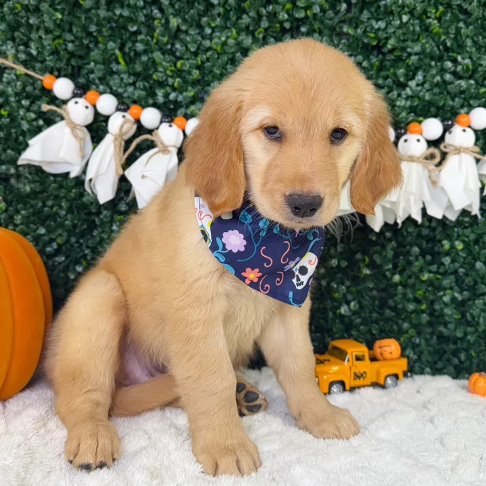 Female Golden Retriever puppy named Mochi for sale at Puppy Dreams - Garland.