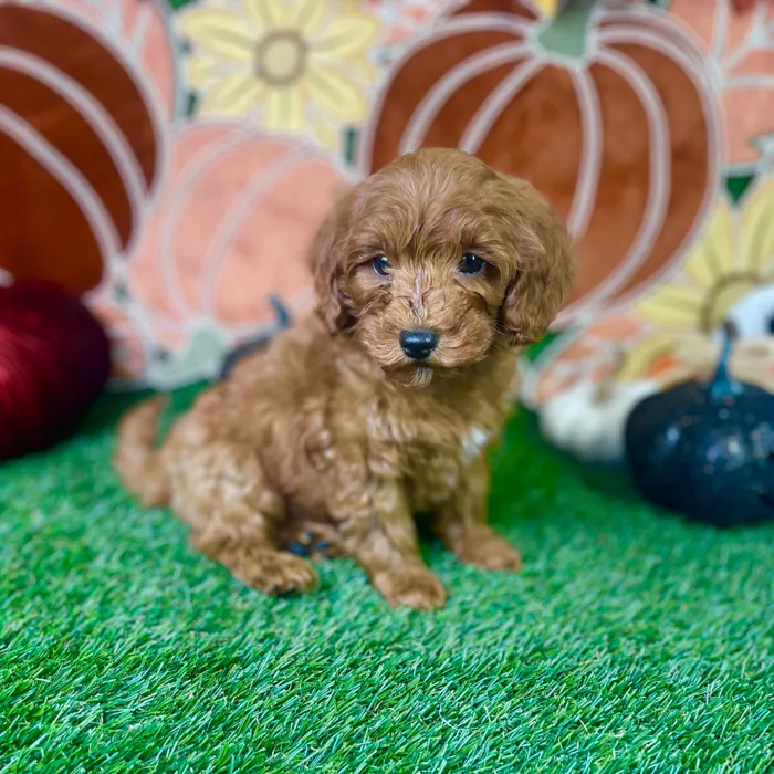 Male Mini Goldendoodle puppy named Bruno for sale at Puppy Dreams - Carrollton.