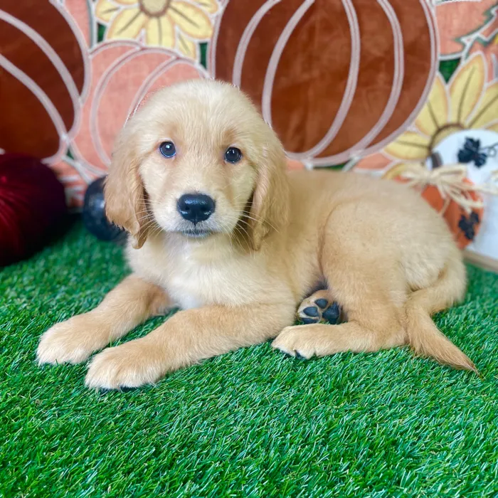 Female Golden Retriever puppy named Molly for sale at Puppy Dreams - Carrollton.