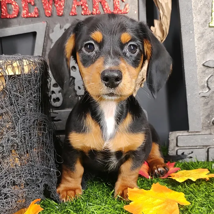 Male Dachshund puppy named Jason for sale at Puppy Dreams - Mansfield.