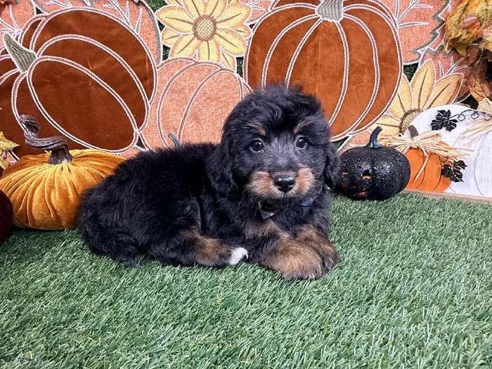 Male Bernedoodle puppy named Yoda for sale at Puppy Dreams - Carrollton.
