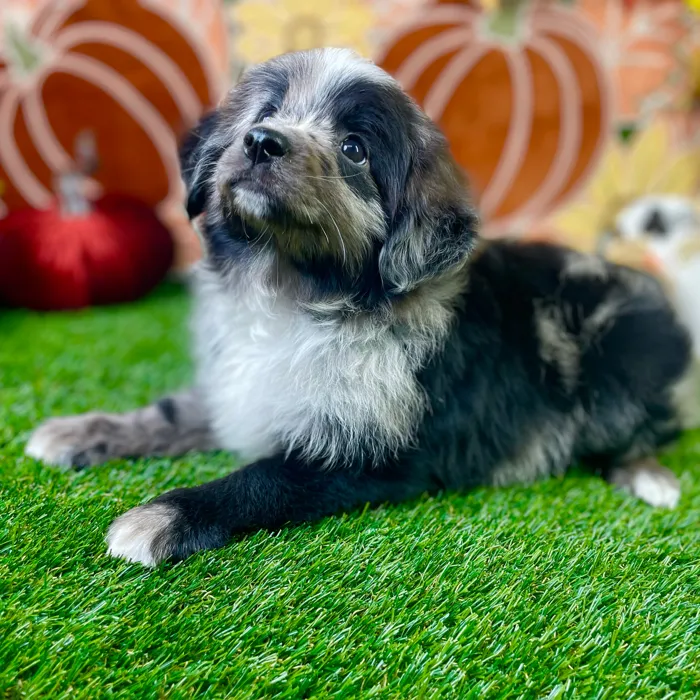 Male Mini Aussiedoodle puppy named Sammie for sale at Puppy Dreams - Carrollton.