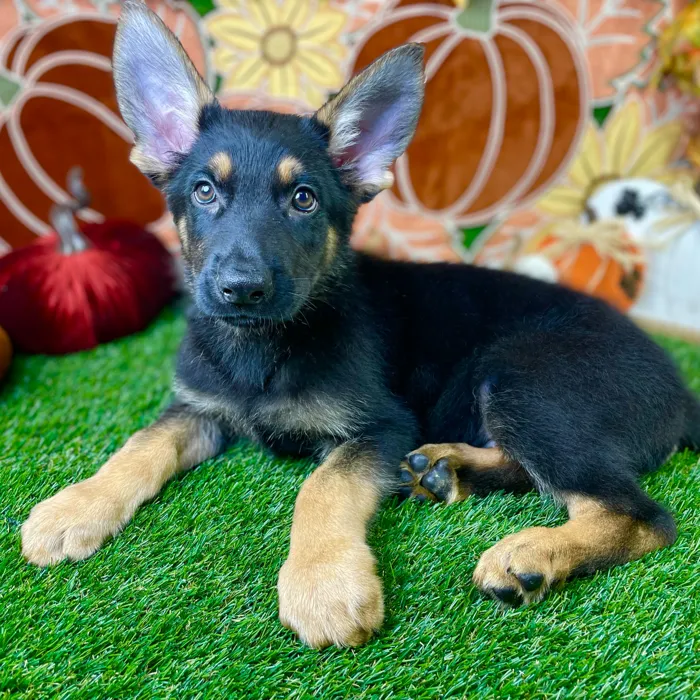 Male German Shepherd puppy named Otto for sale at Puppy Dreams - Carrollton.