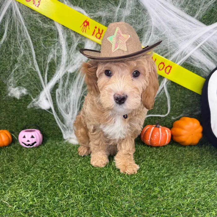 Male Mini Goldendoodle puppy named Dash for sale at Puppy Dreams - Arlington.