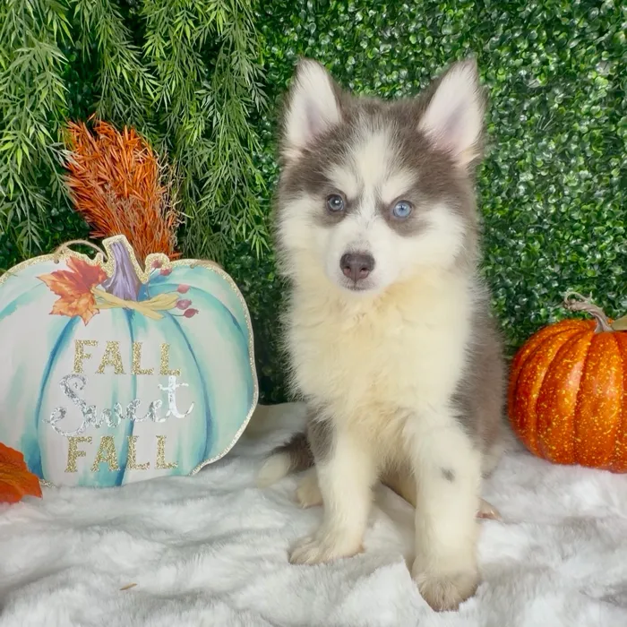 Male Pomsky puppy named Skelly for sale at Puppy Dreams - Denton.