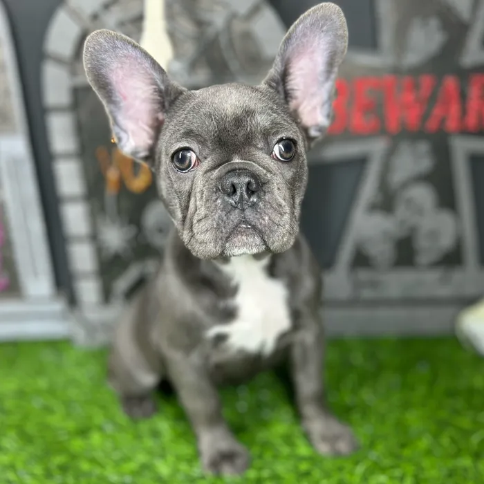 Female French Bulldog puppy named *Lydia* for sale at Puppy Dreams - Mansfield.