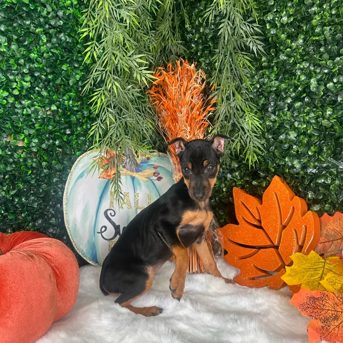 Female Min Pin puppy named Elena for sale at Puppy Dreams - Denton.