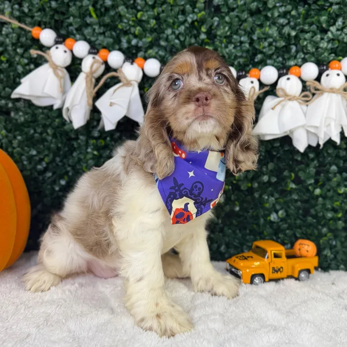 Female Cocker Spaniel puppy named Luna for sale at Puppy Dreams - Garland.