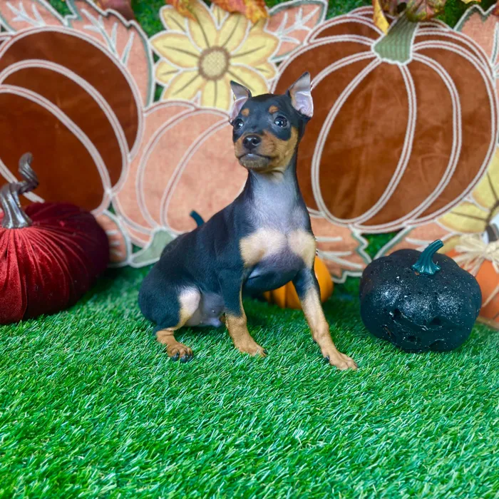 Male Min Pin puppy named Peanut for sale at Puppy Dreams - Carrollton.