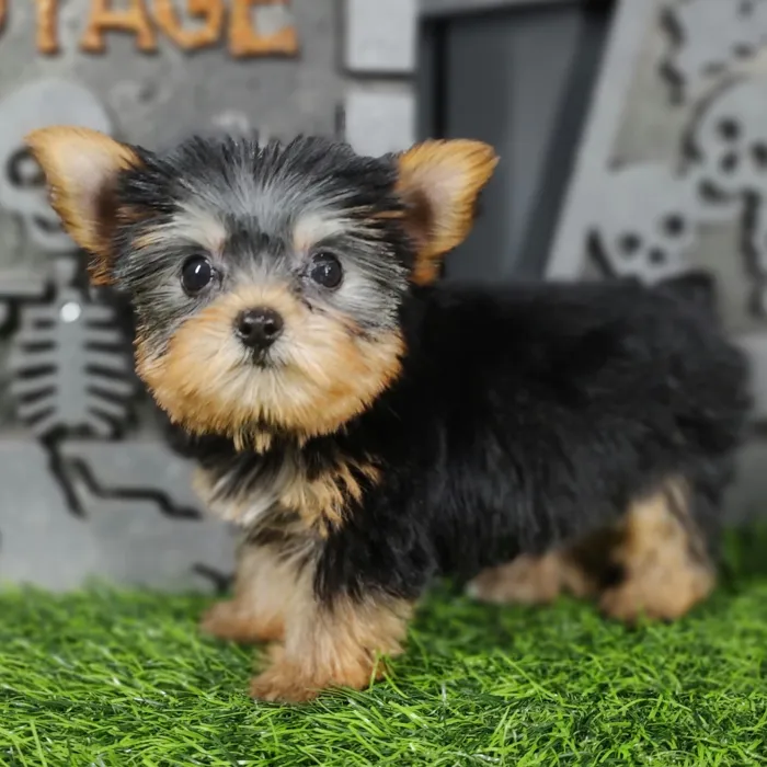 Female Yorkie puppy named Ripley for sale at Puppy Dreams - Mansfield.