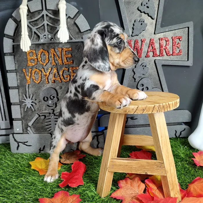 Female Dachshund puppy named *Diana* for sale at Puppy Dreams - Mansfield.