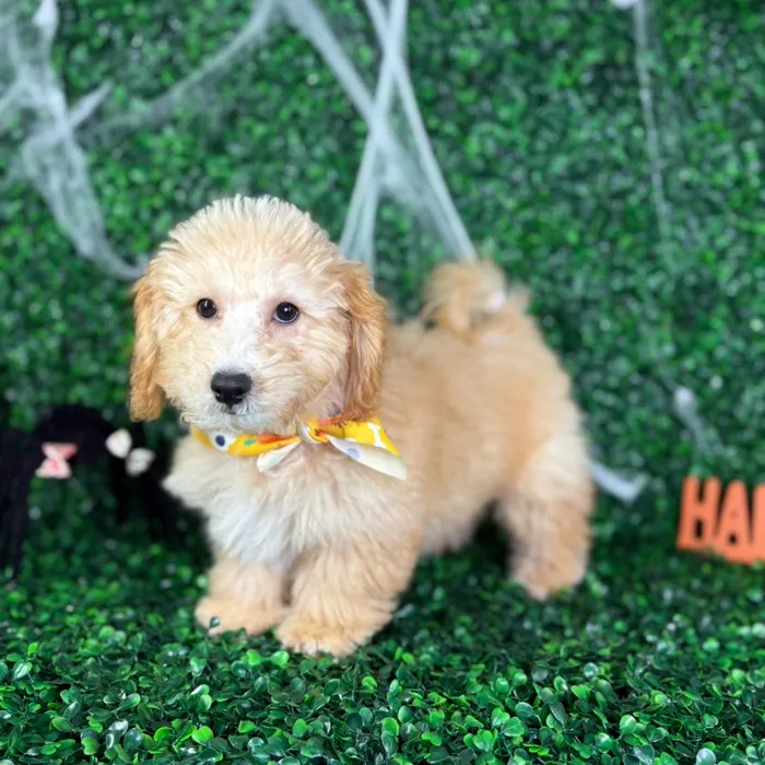 Male Bichon-Poodle puppy named Bentley for sale at Puppy Dreams - North Richland Hills.