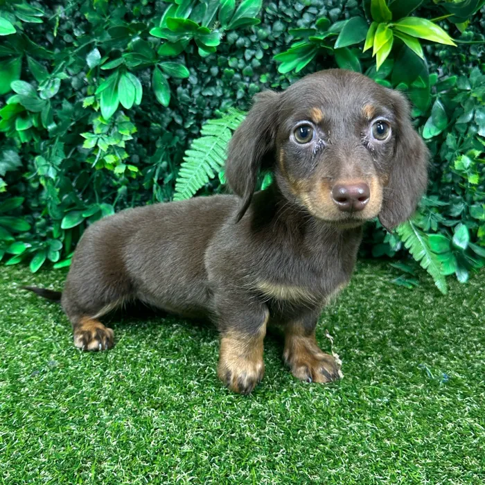 Female Dachshund puppy named Tessa for sale at Puppy Dreams - Parks Mall.