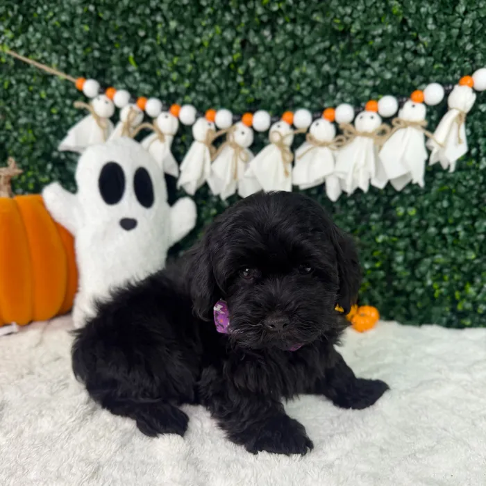 Male Shorkie puppy named Angel for sale at Puppy Dreams - Garland.