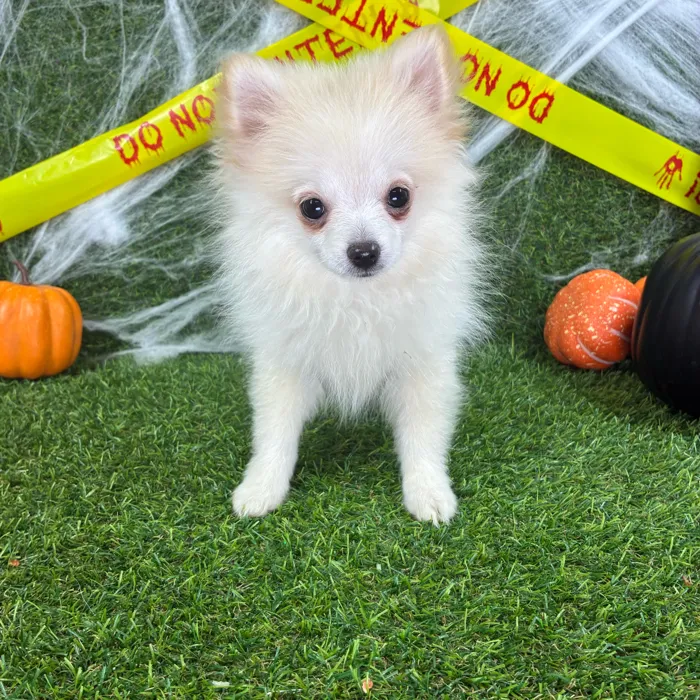 Male Pomeranian puppy named Dracula for sale at Puppy Dreams - Arlington.