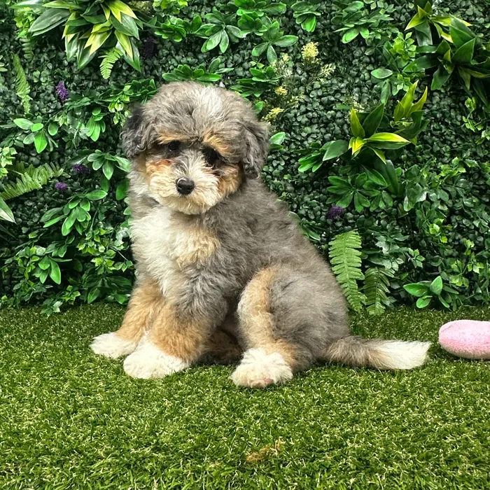 Male Bernedoodle puppy named Barney for sale at Puppy Dreams - Parks Mall.