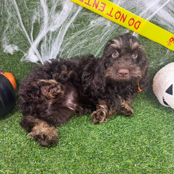 Male Cockapoo puppy named Turkey for sale at Puppy Dreams - Arlington.