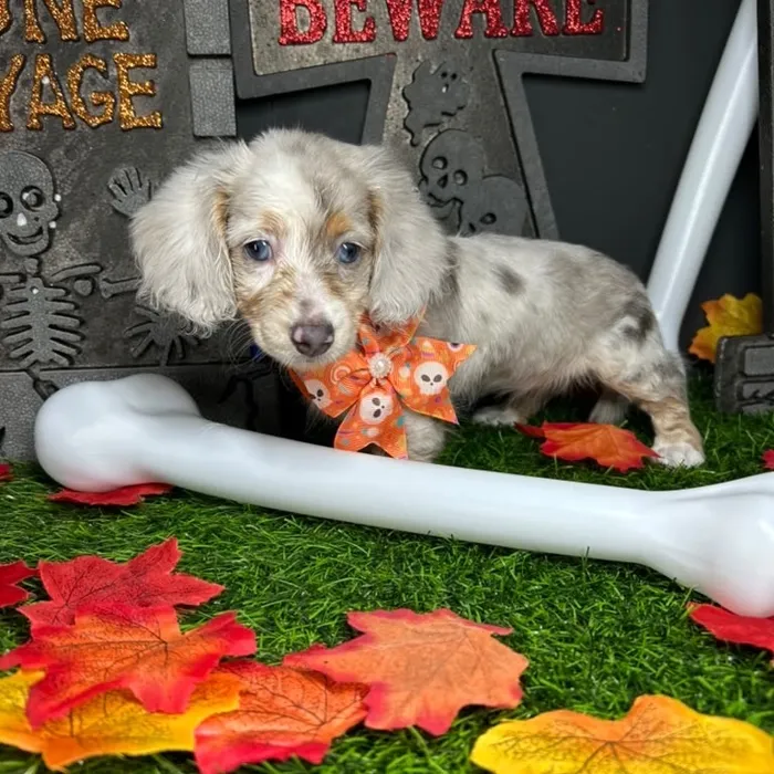 Female Dachshund puppy named *Betty* for sale at Puppy Dreams - Mansfield.