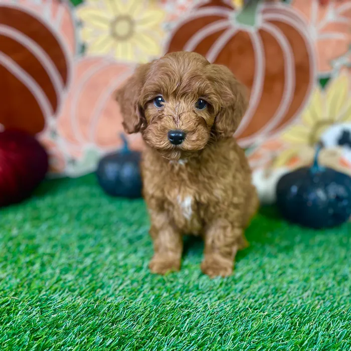 Male Mini Goldendoodle puppy named Bruno for sale at Puppy Dreams - Carrollton.