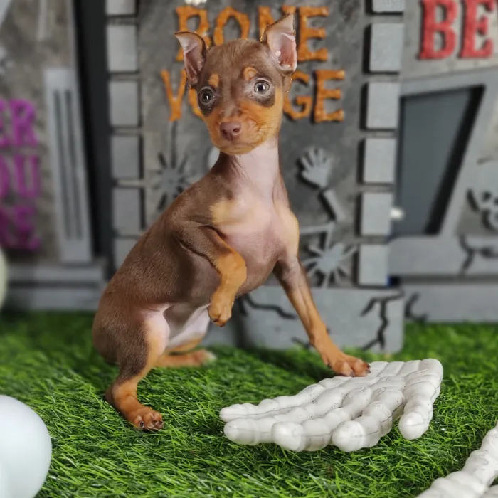 Female Min Pin puppy named *Amelia* for sale at Puppy Dreams - Mansfield.