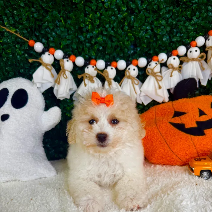 Female Bichon-Poodle puppy named Velvet for sale at Puppy Dreams - Garland.