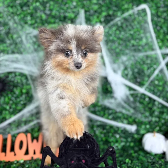 Male Pomeranian puppy named Chase for sale at Puppy Dreams - North Richland Hills.