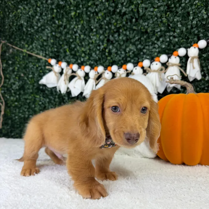 Male Dachshund puppy named Slinky for sale at Puppy Dreams - Garland.