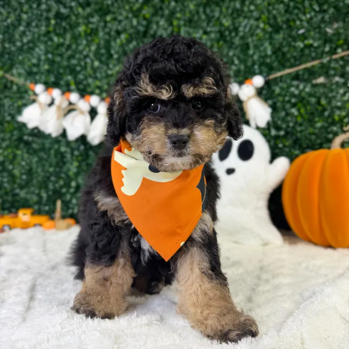 Male Cavapoo puppy named Winston for sale at Puppy Dreams - Garland.